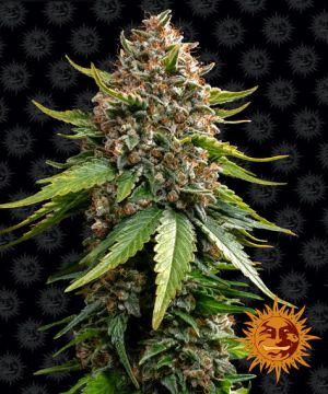 White Widow XXL 3pk